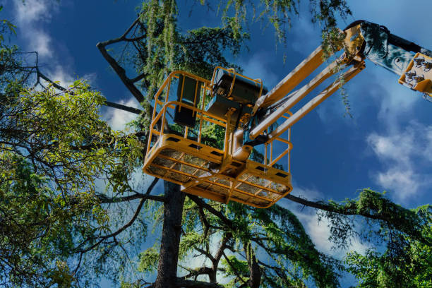 Best Tree Maintenance Programs  in Maywood, CA